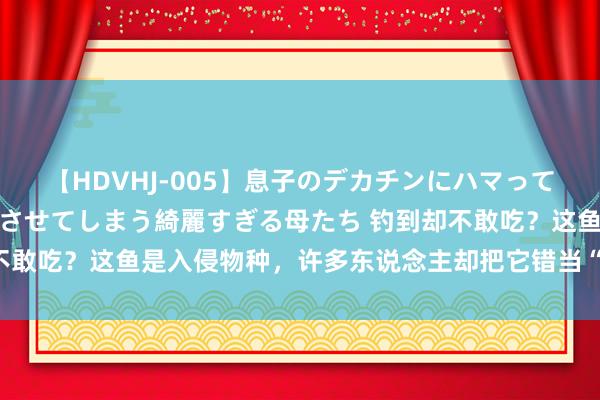 【HDVHJ-005】息子のデカチンにハマってしまい毎日のように挿入させてしまう綺麗すぎる母たち 钓到却不敢吃？这鱼是入侵物种，许多东说念主却把它错当“国二”芝麻剑